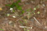 White avens